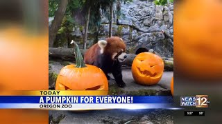 Oregon Zoo celebrates Halloween [upl. by Corbett]