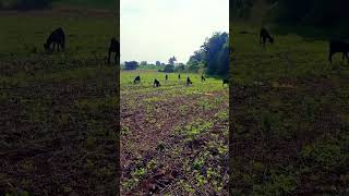 Sheli palan viralvideo farming shotsvideo [upl. by Iadam]