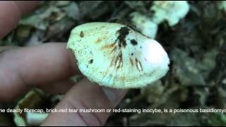 Téglavörös susulyka  Inocybe erubescens  Deadly fibrecap  Ziegelroter Risspilz [upl. by Ennayk]