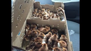 50 Welsummer Chicks Chicken Breeding Sources [upl. by Ornie455]