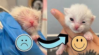 Helping a Newborn Kitten with Eye Pus [upl. by Platus808]