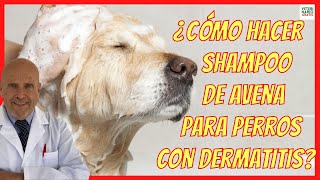 🆘 ¿SI MI PERRO SE RASCA MUCHO 🆘 ¿QUE REMEDIOS CASEROS LE PUEDO DAR [upl. by Subocaj]