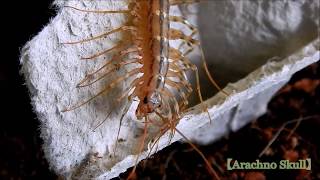 Scutigera Coleoptrata [upl. by Schell74]