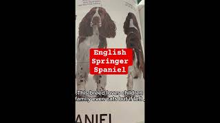 English Springer Spanielshortvideofyp [upl. by Leynwad400]