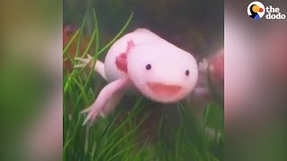 Axolotls Have The Best Smiles  The Dodo [upl. by Irem110]