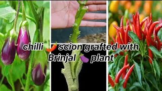 Chilli 🌶️ scion grafted with Brinjal 🍆 plant 🌿🌿🌿 [upl. by Peregrine]