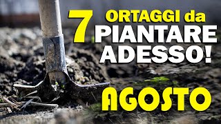 ORTO di AGOSTO  7 ORTAGGI da PIANTARE ADESSO [upl. by Dazraf722]