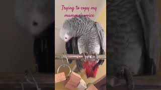 Trying to copy mummys voice shorts shortvideo trendingshorts youtubeshorts parrottalkies [upl. by Dash817]