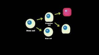 Stem Cells vs Progenitor cells Whats the Difference [upl. by Suivatco]