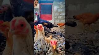 Cozy Cage MatesDuckHensGooseTurkey HenampChick short viralvideo mustwatch peats birds hen [upl. by Ylloj]