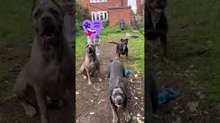 My pack blue cane corso Formentino cane corso Rottweiler x American bulldog canecorso dog [upl. by Alenoel]