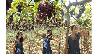 Cumbum  Tamilnadu My first grape farm visit [upl. by Aggie705]