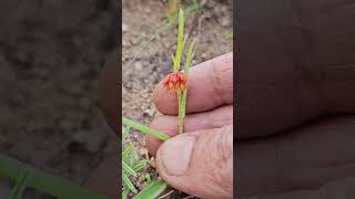 Allamanya nodiflora nature garden Flora Foraging Herb [upl. by Lledra]