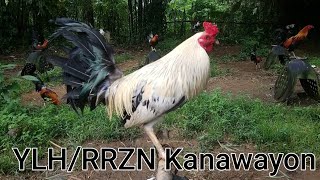 F1 RRZN KanawayonLemonYellow Legged Hatch Vlog44 [upl. by Yroc796]