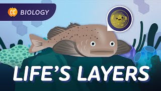 How Life is Organized Crash Course Biology 4 [upl. by Outlaw]