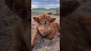 A raça de Boi mais SURPREENDENTE 🐂boi curiosidades bovinos cavalos pets vocesabia vacas dog [upl. by Aurelius]