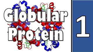 Myoglobin amp Hemoglobin  Biochemistry  سنة أولى طب  كيمياء الحياتية  M1000  10 [upl. by Solohcin]