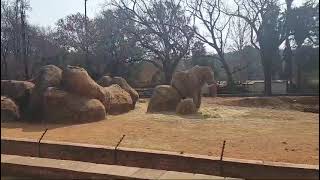 Charley in his enclosure at the Pretoria Zoo [upl. by Ahsenrad]