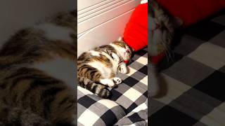 So Sweet Kitten Sleeping😺😻 shorts shortvideo sleep cat sweet love [upl. by Hendrika552]