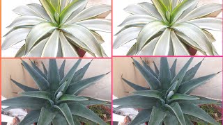 How to Propagate Agave Plant  Agave Plant Repotting and Care [upl. by Sowell]