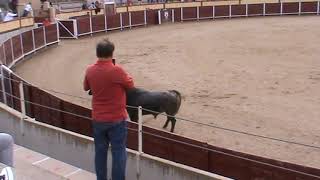 DESENCAJONADA TOROS ENCIERRO CAMPO CIFUENTES 2023 [upl. by Relyc]