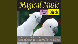 Music for Cockatoos [upl. by Adlemy]