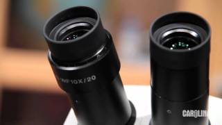 Stereo Microscopes Tips and Tricks [upl. by Lidstone]