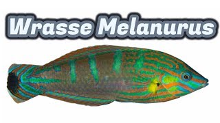 Wrasse Melanurus [upl. by Notserk]