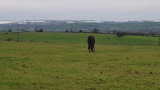 Snow in Ireland Fermoy 21 November 2024 snow snowing fermoy ireland [upl. by Fee]