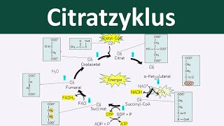 Citratzyklus  Zellatmung 46  Biologie Oberstufe [upl. by Amberly]