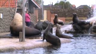 Steller Sea Lion Show  Dolfinarium Harderwijk [upl. by Rialcnis]