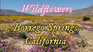 March 21 2024  Borrego Springs California Wildflowers [upl. by Jilly565]