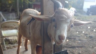 How to Band a Goat  How to Castrate a Buck  Weathering Cinnamon [upl. by Ashbaugh402]