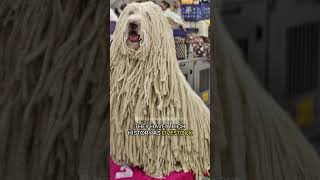 The Komondor  Hungarys Corded Guardian [upl. by Eiramesor]