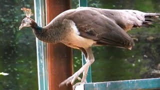 Beautiful Brownish Peacock  Gwalior Zoo  120fps  Zoological Park [upl. by Allets]