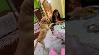 Cuteness overloaded 😍coco doglover cute dogowner funny labrador love trending pets animals [upl. by Auberon]