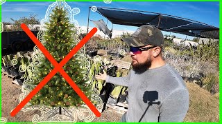 Why I Refuse To Sell Xmas Trees At My Nursery [upl. by Daisy]