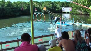 In dolphinarium quotDelfinarioquot in Varadero Cuba you can swim with dolphins [upl. by Aneehsyt644]