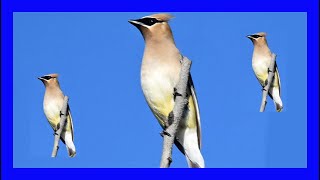 Cedar Waxwing Bird Singing Calling Chirping  Ampelis Americano Cantando  Bombycilla Cedrorum [upl. by Hurleigh]