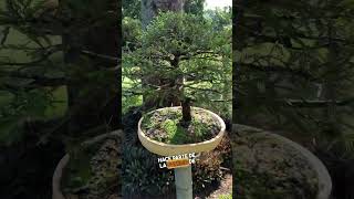 Ahuehuete Bonsai Árbol Nacional de Mexico 🇲🇽😍🌿☀️ bonsailove bonsaigarden bonsai [upl. by Rouvin]