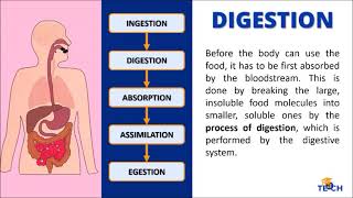 Science 8  Life Processes Ingestion Digestion Absorption Assimilation and Egestion [upl. by Isolt]