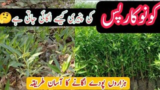 How to Grow Conocarpus Seedlings کونو کارپس کی پنیری کیسے اگائیں  Daily Stories by Kashif Awan [upl. by Coraline565]