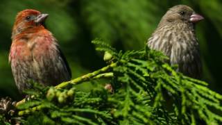 A focus on Western Red Cedar hedging All you need to know about Thuja plicata [upl. by Annoyi]