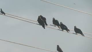 Black Kite Milvus migrans govinda Kathmandu Nepal 11 Sept 2024 34 [upl. by Ellsworth]