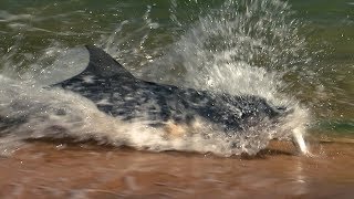 Dolphins Fishing on Land  BBC Earth [upl. by Diantha]