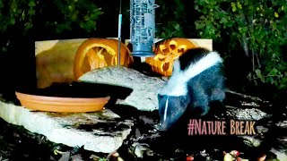 Nature Break Cat TV Fun Calm skunk [upl. by Anekahs837]