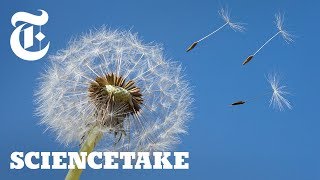 How a Vortex Helps Dandelions Fly  ScienceTake [upl. by Danforth]