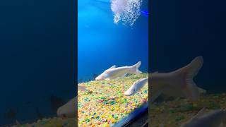 fish aquarium shortsvideo anjushrestha fishvideo animals [upl. by Oirazan]