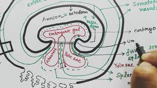 Extraembryonic membrane  amnion chorion allantois yolksac  EEM  organs from germ layers [upl. by Eirrod]