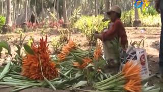 Heliconia – Ornamental flower cultivation tips [upl. by Cyrus]